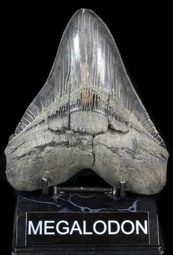 Serrated, Fossil Megalodon Tooth #41804